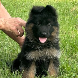 Orange collar - Black and red male German Shepherd puppy in Pana, Illinois from von Fenja German Shepherd Dogs