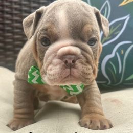 Boy 2 - male Bulldog puppy in Sodus, New York from Upstate NY French & English Bulldogs