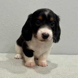 Charlie - Piebald male Dachshund puppy in Wayland, Iowa from CR Kennels