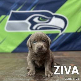 Ziva - Silver female Dilute Retriever puppy in Puyallup, Washington from 12 Door Farm Labradors
