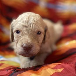 Roscoe - Cream male Labradoodle puppy in Toledo, Washington from Bigfoot Doodles