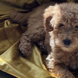 Goldendoodles and Labradoodles from Exotic and Designer Doodles