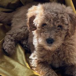 Goldendoodles and Labradoodles from Exotic and Designer Doodles