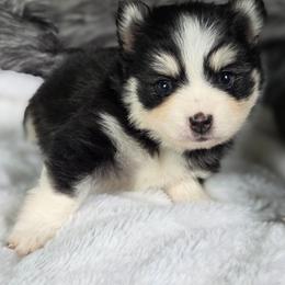 Tali - Black and white female Pomsky puppy in Mc Callsburg, Iowa from SZ Rolling Acres LLC