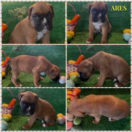 ARES - AKC - Fawn male Boxer puppy in Verden, Oklahoma from Bar H Boxers