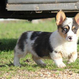 American Corgi and French Bulldog Puppies from Moonstone Corgis & Frenchies