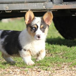 American Corgi and French Bulldog Puppies from Moonstone Corgis & Frenchies