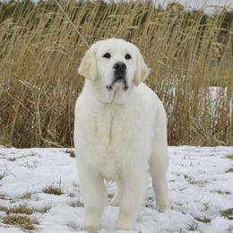 Timon - Golden Retriever