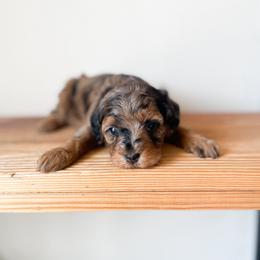 Opal - Merle female Maltipoo puppy in Huntsville, Texas from Nelson Creek Farms