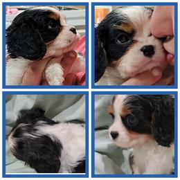 McDreamy - Tri-color male Cavalier King Charles Spaniel puppy in Sparta, Georgia from Southern Edge Kennel