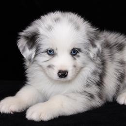 Atlas - Dilute blue male Australian Shepherd puppy in Colorado Springs, Colorado from Storm and Sage Australian Shepherds
