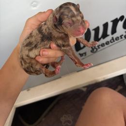 Cookie - Red merle female Australian Shepherd puppy in Frostproof, Florida from Central Florida Australian Shepherds