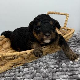 Genevieve - Phantom female Poodle puppy in Greeneville, Tennessee from Smokey Mountain Sheepadoodles