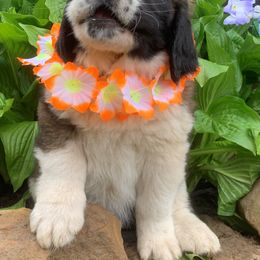 Saint Bernard Puppies from Fletchers Saints