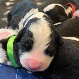 Key - Black and white male Assorted Doodle Crosses puppy in Rocky Point, North Carolina from CelticDoods