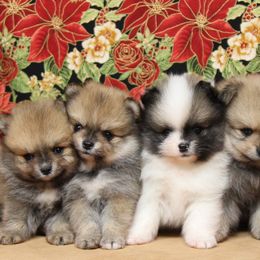 Pomeranian Puppies from Port Bee Pomeranian’s