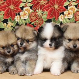 Pomeranian Puppies from Port Bee Pomeranian’s