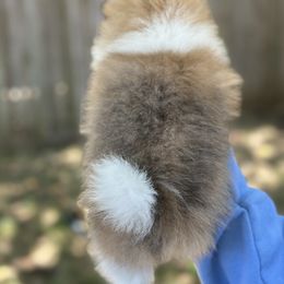 Pomeranian Puppies from Okie Poms