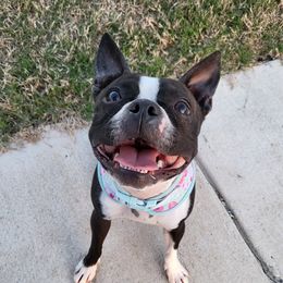 Charlotta - Boston Terrier