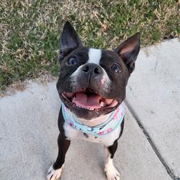 Charlotta - Boston Terrier