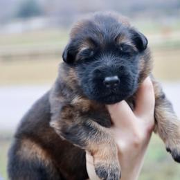 Heron - Sable male German Shepherd puppy in Canton, Texas from WILDWOOD GERMAN SHEPHERDS
