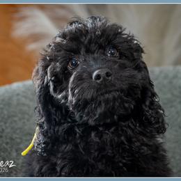 Burns - Black male Cockapoo puppy in Connersville, Indiana from Deaz Doodle Ranch