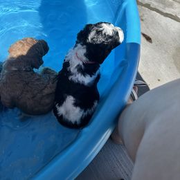 Poodle Puppies from Cano Homestead Poodles