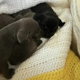 Dachshund Puppies from Dachshunds of Tales