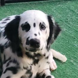 Boy 6 - male Dalmatian puppy in Owosso, Michigan from Dreammaker Dalmatians