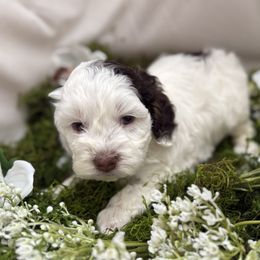 Maple - Brown and white female Cockapoo puppy in Orem, Utah from Paradise Cockers