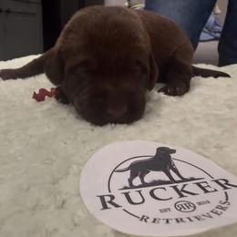 Pink Collar Chocolate Female - Chocolate female Labrador Retriever puppy in Gainesville, Georgia from Rucker Retrievers