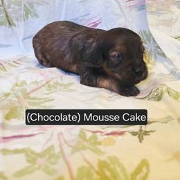 Chocolate Mousse Cake - Brown male Cavapoo puppy in Lewisburg, Pennsylvania from Jessie's Puppies