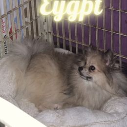 Eygpt - Pomeranian