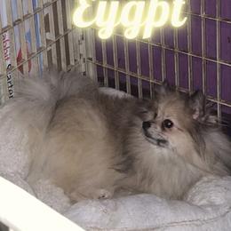 Eygpt - Pomeranian