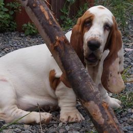 Basset Hound Puppies from Double Branch Basset Hounds