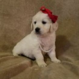 Golden Retriever Puppies from Light Hill Goldens