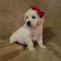 Golden Retriever Puppies from Light Hill Goldens