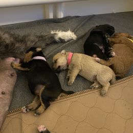 Schnoodle Puppies from Noodle Tings Puppies