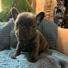 Pugsley - Blue male French Bulldog puppy in New Waverly, Texas from C.P. Puppy Buddies