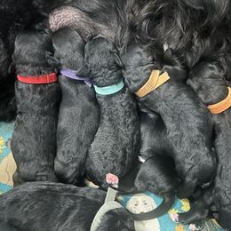 Grey Collar Boy 3 - Black and white male Portuguese Water Dog puppy in Ocala, Florida from Aguas De Seda PWD