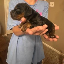 Skye - Liver and tan female English Cocker Spaniel puppy in Bainbridge, Georgia from Chapman Bird Dogs