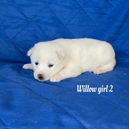 Girl 2 - White female Siberian Husky puppy in Ocala, Florida from Florida Husky Puppies