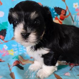 Maple - Black and white female Havanese puppy in Mason City, Iowa from Hoku Havanese