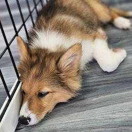Fancy - female Nenets Herding Laika puppy in Rockwell, Texas from Tundra Fox laikas