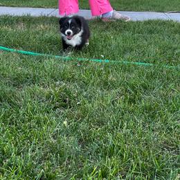 BTM - Black tri male Miniature Australian Shepherd puppy in Lexington, Nebraska from Osborne's Aussies