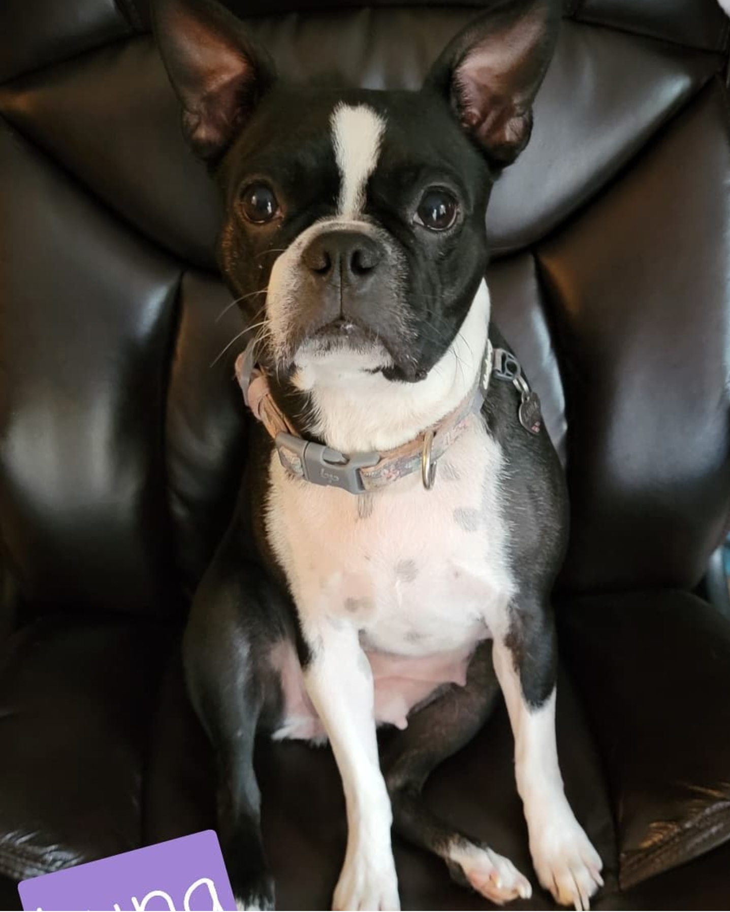 Luna - Boston Terrier
