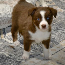 Peppermint Patty - Red & white female Australian Shepherd puppy in Ranger, Texas from Outback Mini Aussies