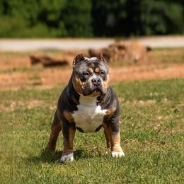 American Bully All Grown Up from Blessed Bullies