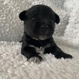 Mirabel - Miniature Schnauzer puppy in Portsmouth, Virginia from Heart of Virginia Schnauzers