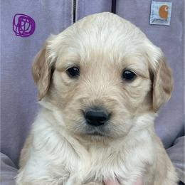 Golden Retriever puppies from HS Goldens